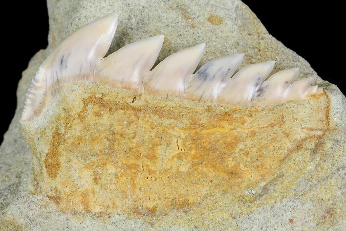 Rare, Fossil Cow Shark (Hexanchus) Tooth - Bakersfield, CA #173064